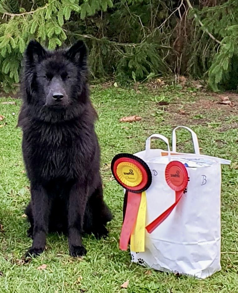 Dele vom Schwarzwaldwolf Im 1. Obidience Turnier Tagessieger, Gruppenerste und Klassenaufstieg Schwarzer Hund (Eurasier) sitzt neben einer Tasche mit Auszeichnungen in Rot und Gelb.