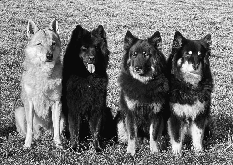 Sievers Team Hunde Vier Hunde (ein Tschechoslowakischer Wolfhund, drei Eurasier) sitzen in einer Reihe auf einer Wiese, in Schwarz-Weiß.