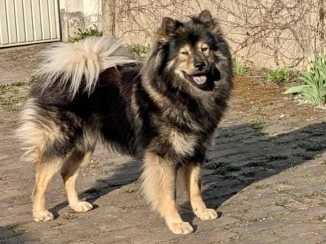 Lucky vom Alten Stühbusch Ein großer, pelziger Hund (Eurasier) mit einem freundlichen Gesicht und buschigem Schwanz.