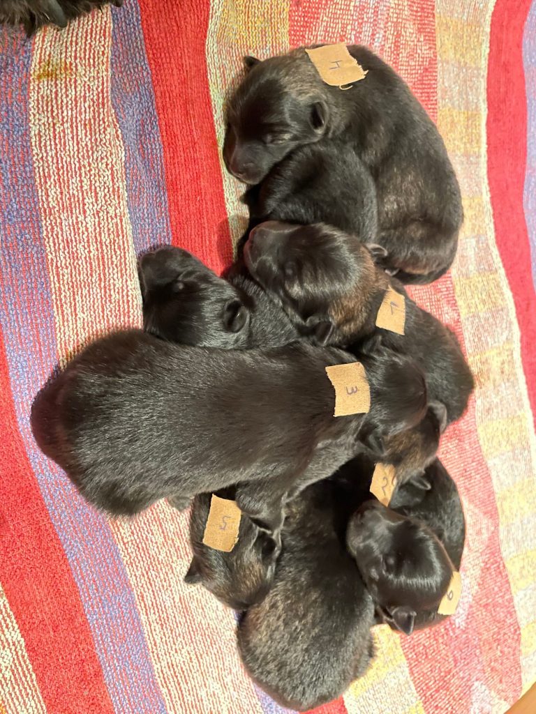 Eurasier E-Wurf: 3 Rüden, 4 Hündinnen Eine Gruppe von sieben zusammengerollten, schwarzen Welpen (Eurasier) auf einem bunten Untergrund.