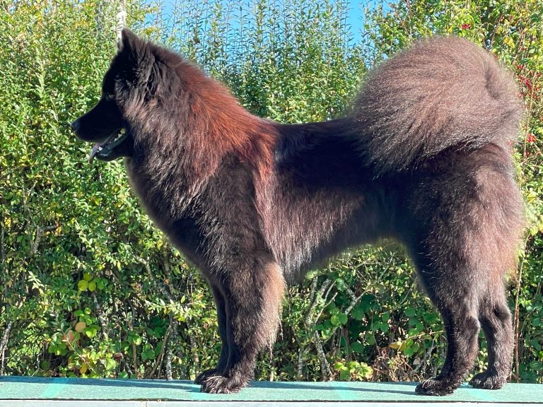 D-Nuri vom Schwarzwaldwolf Schwarzer Hund (Eurasier) mit dichter Fellstruktur und buschigem Schwanz, seitlich dargestellt.